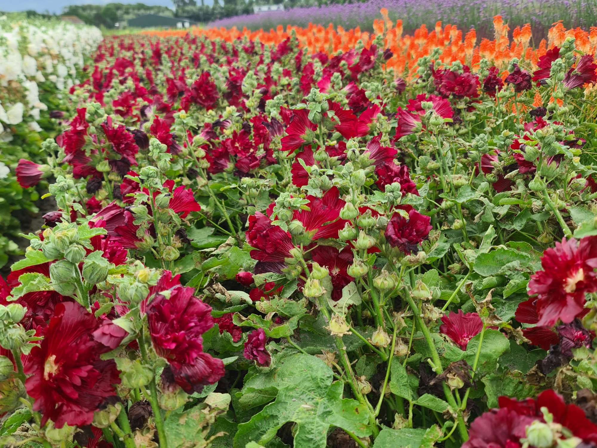 Stockros 'Spring Celebrities Crimson'